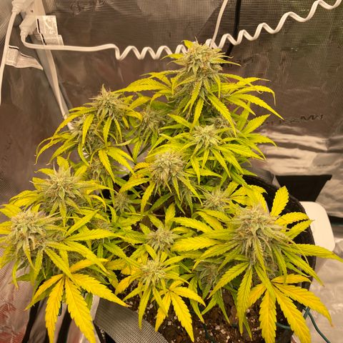 Double Grape growlog timeline photo