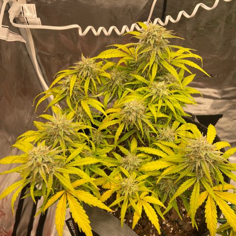 Double Grape growlog timeline photo