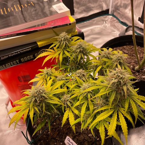Double Grape growlog timeline photo