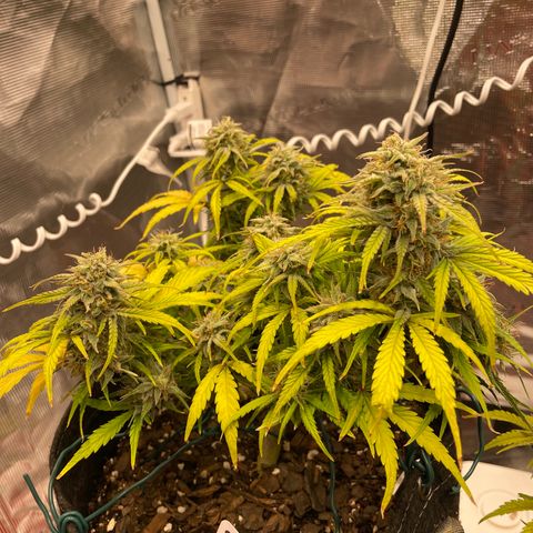 Double Grape growlog timeline photo