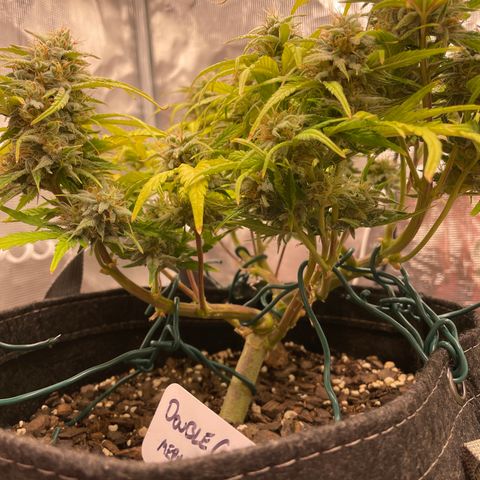 Double Grape growlog timeline photo