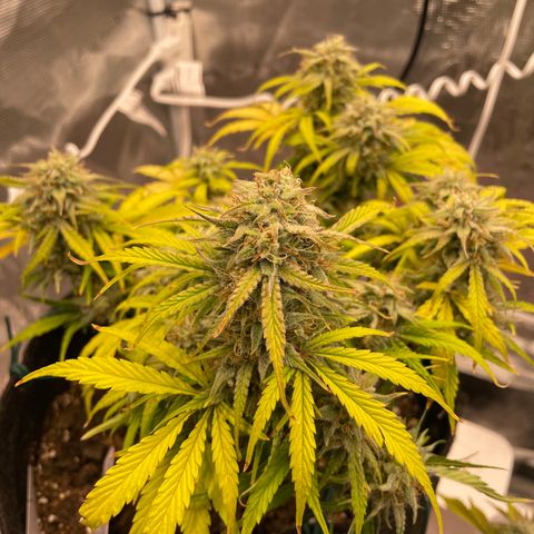 Double Grape growlog timeline photo