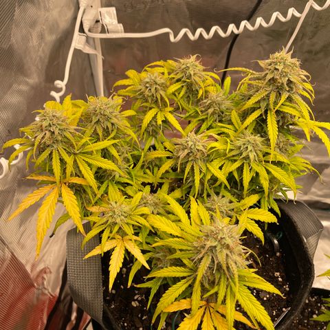 Double Grape growlog timeline photo