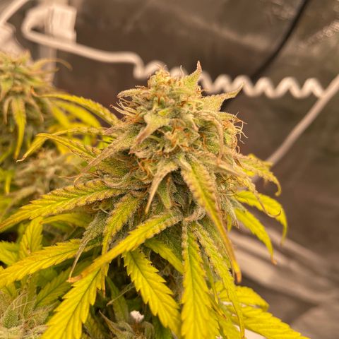Double Grape growlog timeline photo