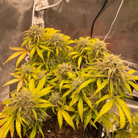 Double Grape growlog timeline photo