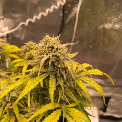 Double Grape growlog timeline photo