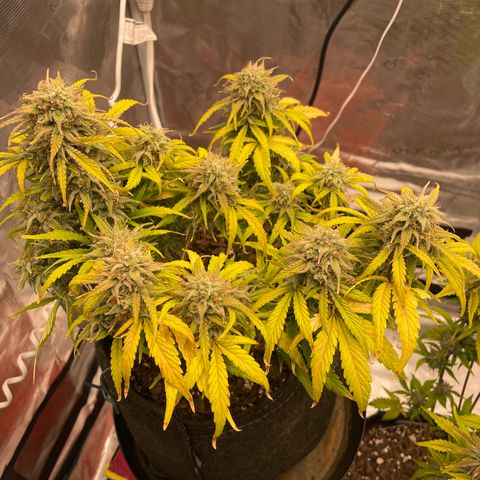 Double Grape growlog timeline photo