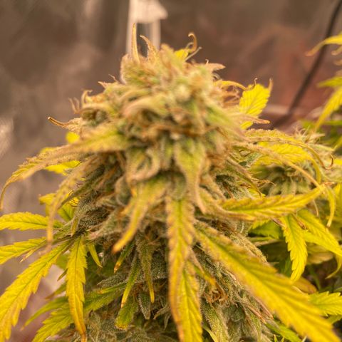 Double Grape growlog timeline photo