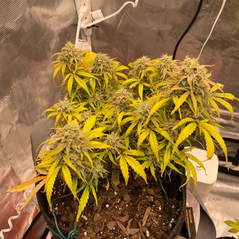 Double Grape growlog timeline photo