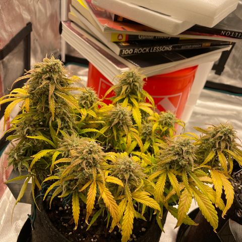 Double Grape growlog timeline photo
