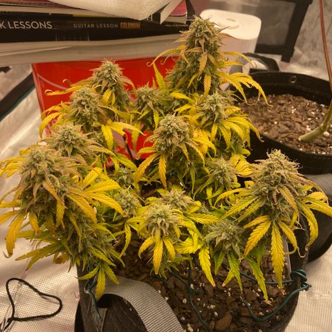 Double Grape growlog timeline photo