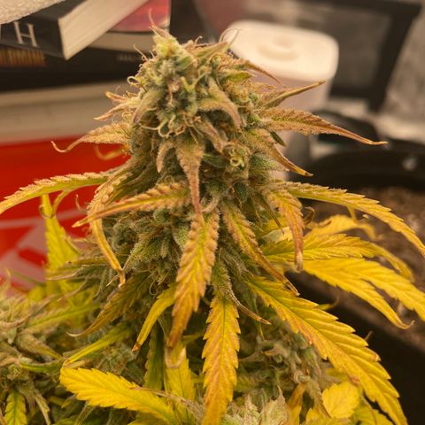 Double Grape growlog timeline photo