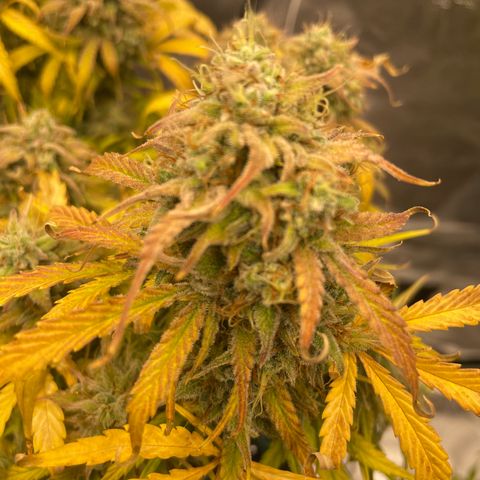 Double Grape growlog timeline photo