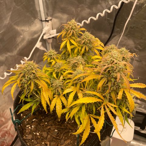 Double Grape growlog timeline photo