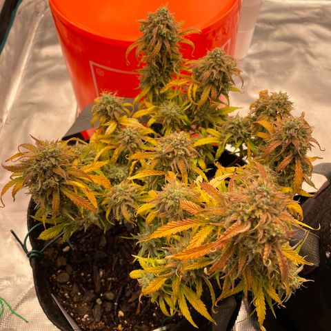 Double Grape growlog timeline photo