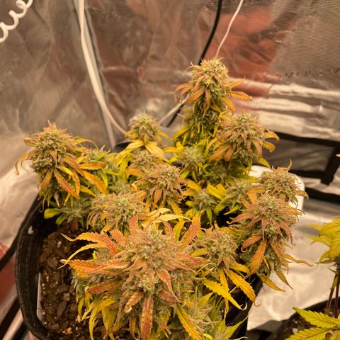 Double Grape growlog timeline photo