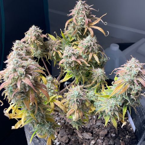 Double Grape growlog timeline photo