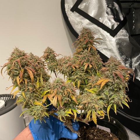 Double Grape growlog photo: Did a wet trim on a small portion and going to do dry trim on the rest just to compare. Have in the 2x2 w as close to 60/60 as I can get. Some ice packs with fan pointed on it help bring it down from 65 closer to 62ish… will be interesting next few days when it gets to be 70ish outside what needs to change. We’ll see!