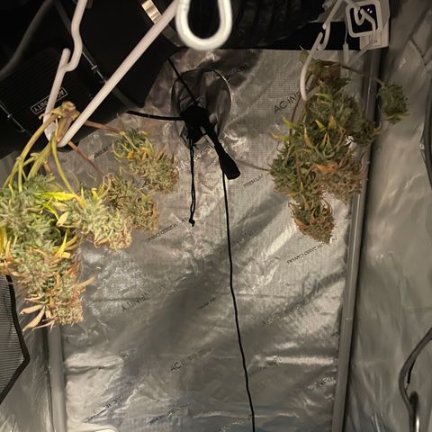 Double Grape growlog photo: Saw about 20%ish (guess) or so of amber on the buds through the microscope.

Drying, did a small batch of wet trimmed buds to compare to dry trim the rest. All drying on hangers in about 65% temp and 60rh so far. 