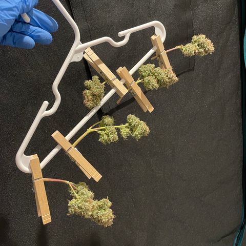 Double Grape growlog photo: Did a wet trim on a small portion and going to do dry trim on the rest just to compare. Have in the 2x2 w as close to 60/60 as I can get. Some ice packs with fan pointed on it help bring it down from 65 closer to 62ish… will be interesting next few days when it gets to be 70ish outside what needs to change. We’ll see!