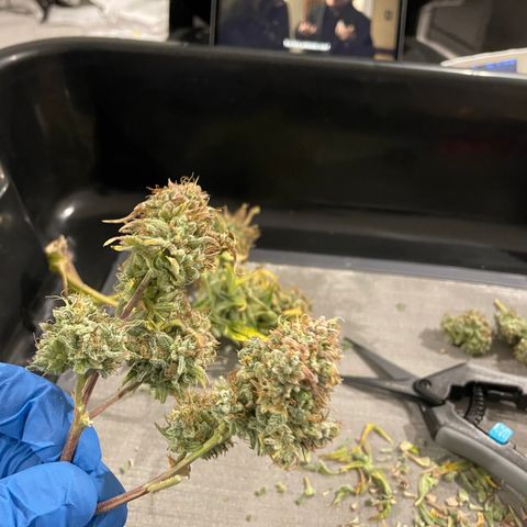 Double Grape growlog photo: Saw about 20%ish (guess) or so of amber on the buds through the microscope.

Drying, did a small batch of wet trimmed buds to compare to dry trim the rest. All drying on hangers in about 65% temp and 60rh so far. 
