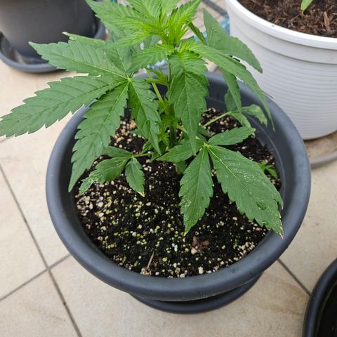 Taison Auto growlog timeline photo