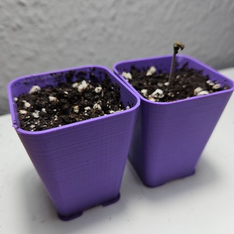 "Blockberry" #2 growlog timeline photo