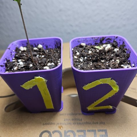 "Blockberry" #2 growlog timeline photo
