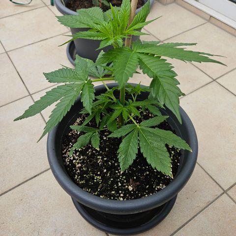 Taison Auto growlog timeline photo