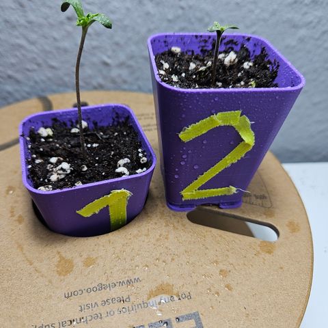 "Blockberry" #2 growlog timeline photo