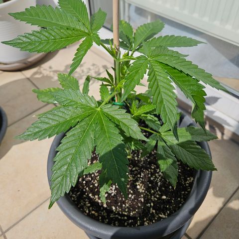 Taison Auto growlog timeline photo