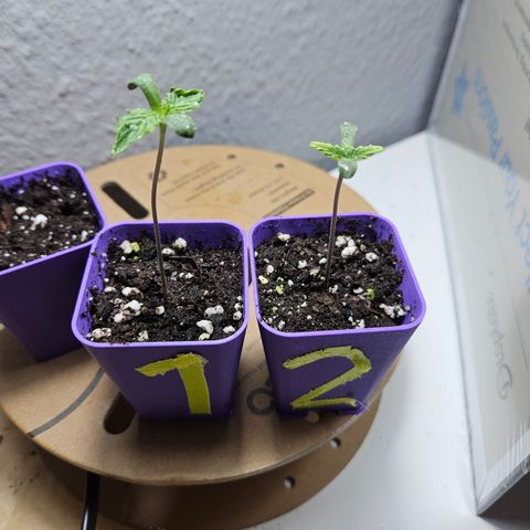 "Blockberry" #2 growlog timeline photo