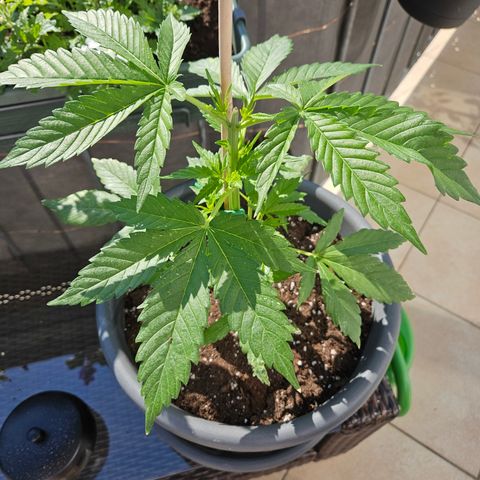 Taison Auto growlog timeline photo