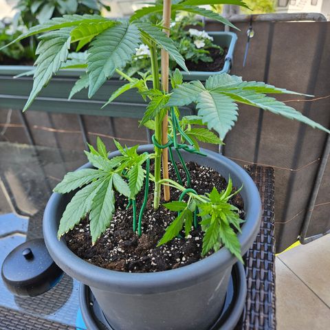 Taison Auto growlog timeline photo