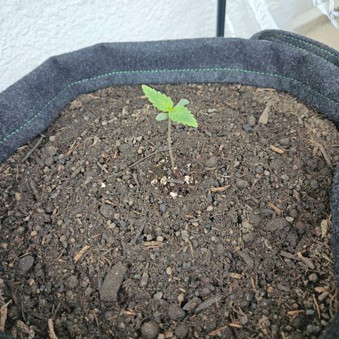 "Blockberry" #2 growlog timeline photo