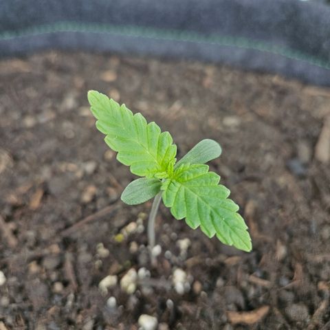 "Blockberry" #2 growlog timeline photo