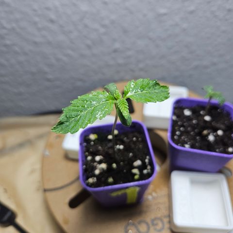 "Blockberry" #1 growlog timeline photo