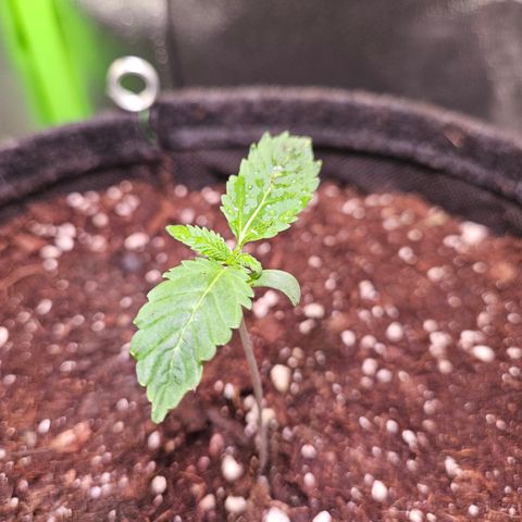 "Blockberry" #1 growlog timeline photo