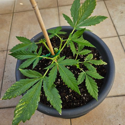 Taison Auto growlog timeline photo