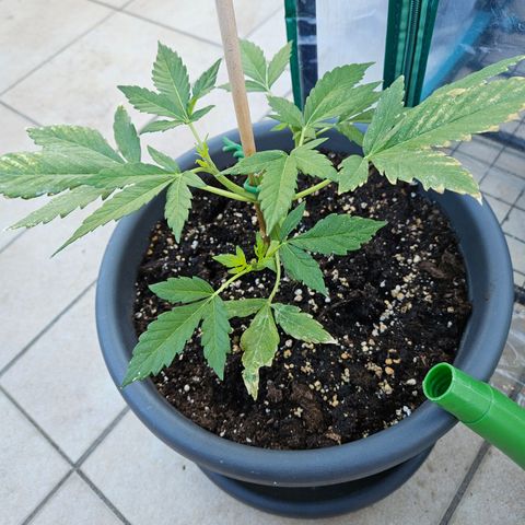 Taison Auto growlog timeline photo