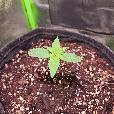 "Blockberry" #1 growlog timeline photo