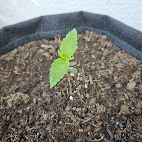 "Blockberry" #2 growlog timeline photo