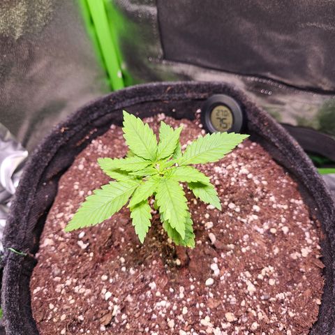 "Blockberry" #1 growlog timeline photo