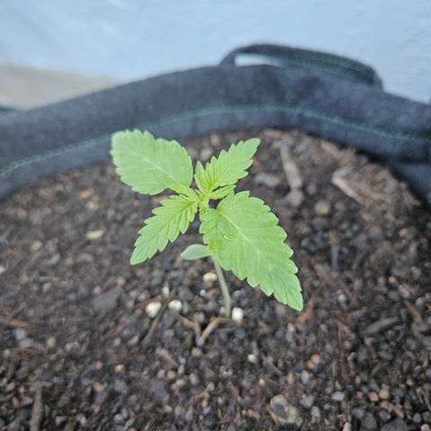"Blockberry" #2 growlog timeline photo