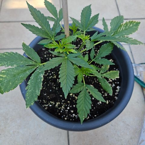 Taison Auto growlog timeline photo