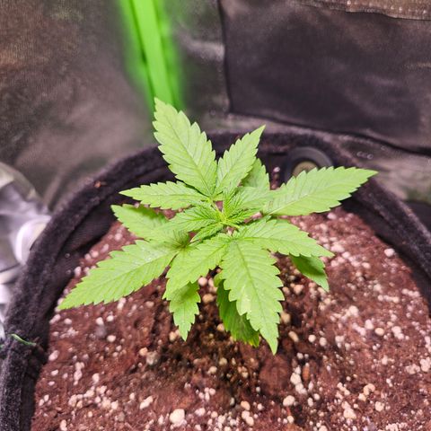 "Blockberry" #1 growlog timeline photo