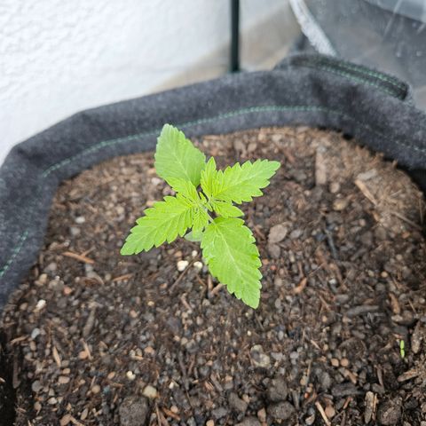 "Blockberry" #2 growlog timeline photo
