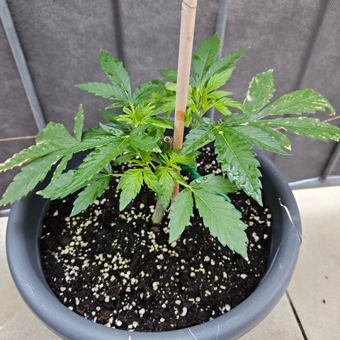 Taison Auto growlog timeline photo
