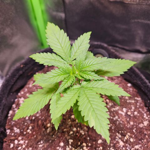 "Blockberry" #1 growlog timeline photo