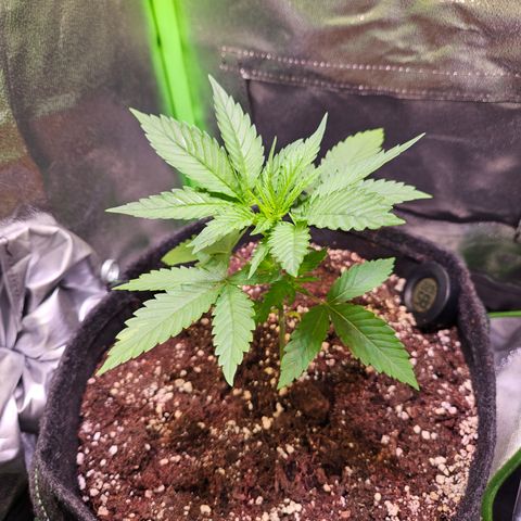 "Blockberry" #1 growlog timeline photo